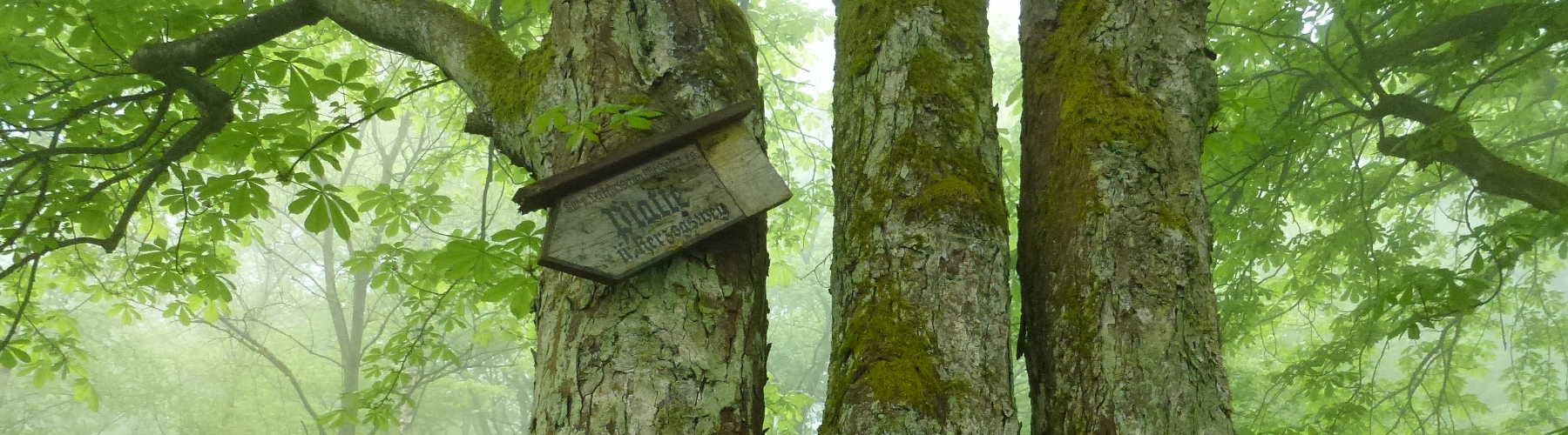 Rhein-Taunus-Klub